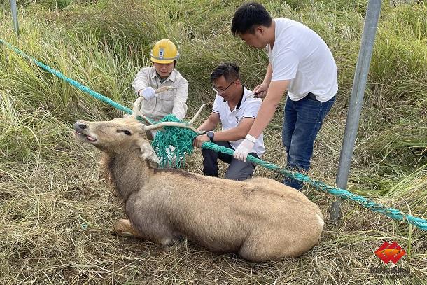 国华投资弶港风电场解救国家一级保护动物