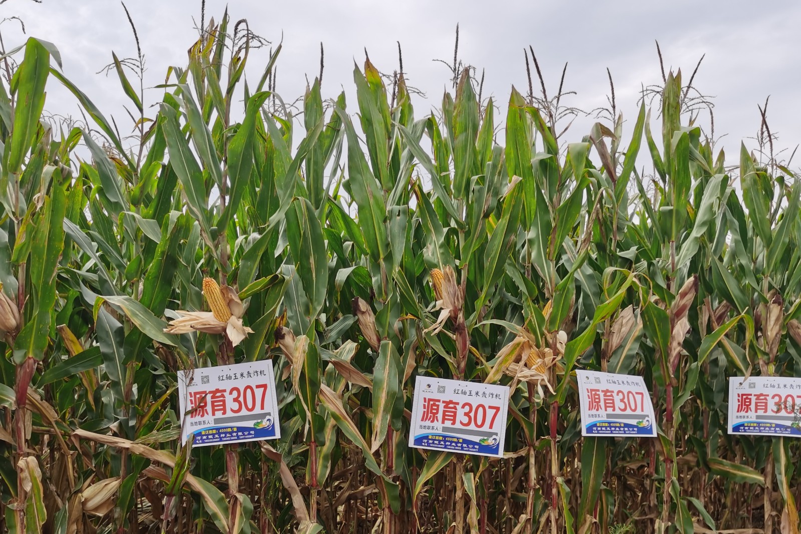 e435d2e6b3ddd845ca8cbb83459ae48d