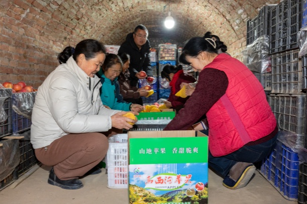 图为在米脂县高西沟村果农高乃柱的果库里,乡亲们围坐在苹果堆旁,熟练地进行着分拣、封箱、包装、码垛。