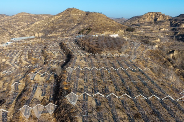 图为米脂县党塔村果农李志红的260多亩果园航拍